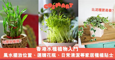 拋東西 房間種植物風水